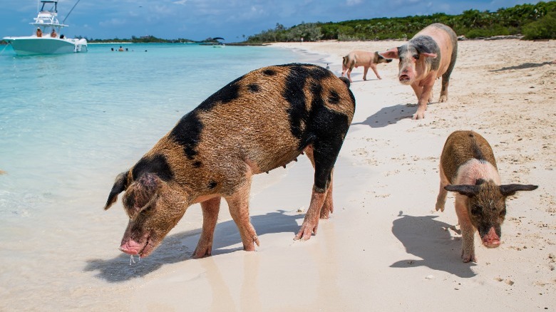 Four pigs on a beach