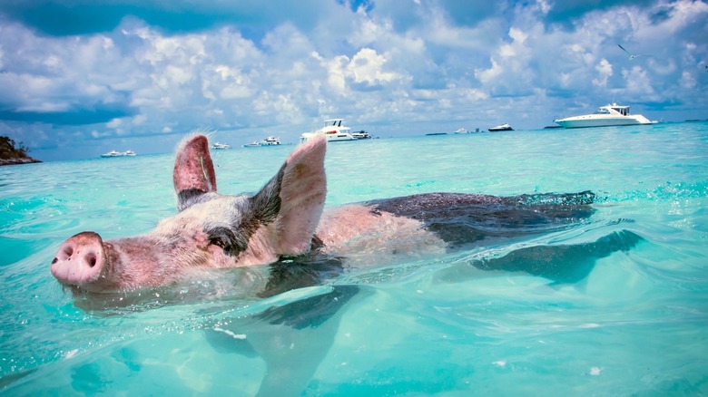 Spotted pig in water