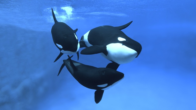 Orca and her calfs