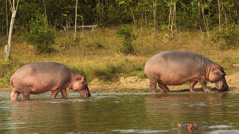 hippos walking