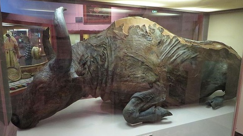 Mummified steppe bison