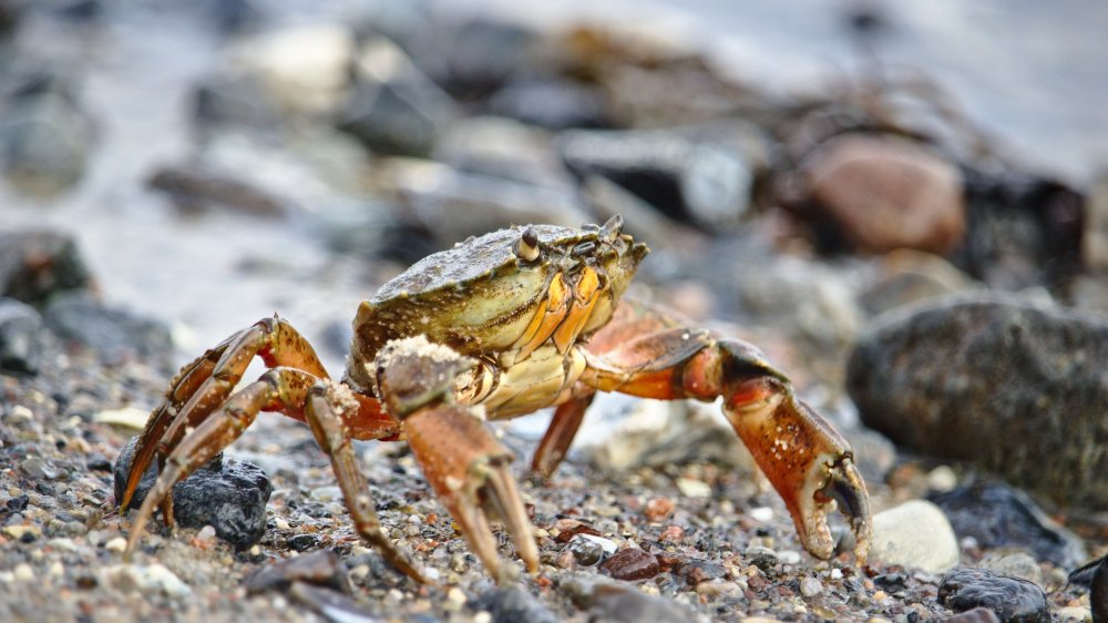 Crab