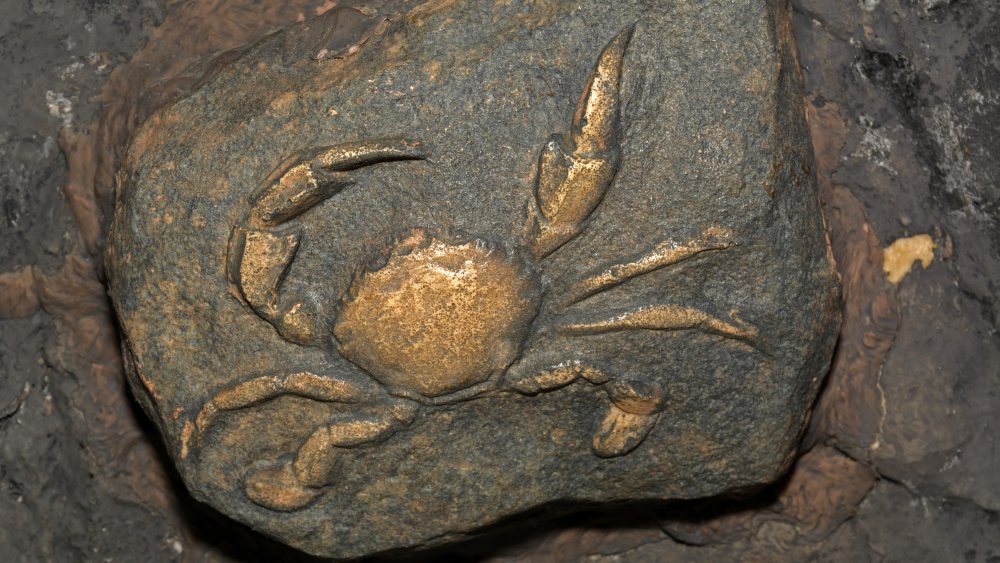 crab fossil