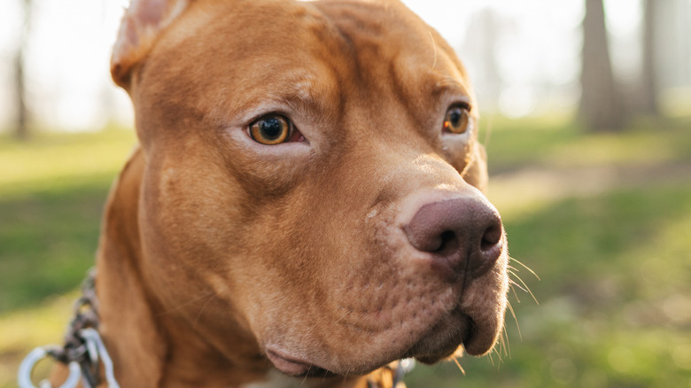 Pitbull with chain