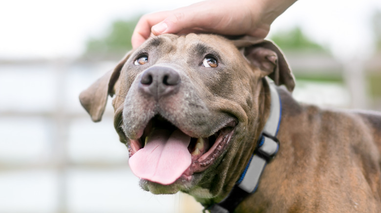 A dog looking super happy