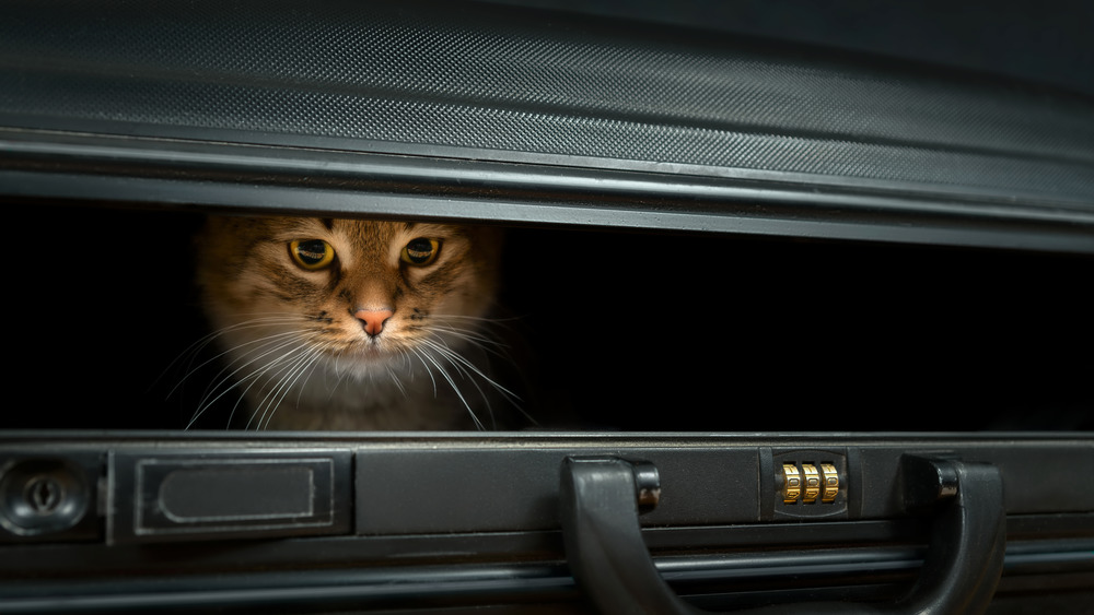 Cat in a box