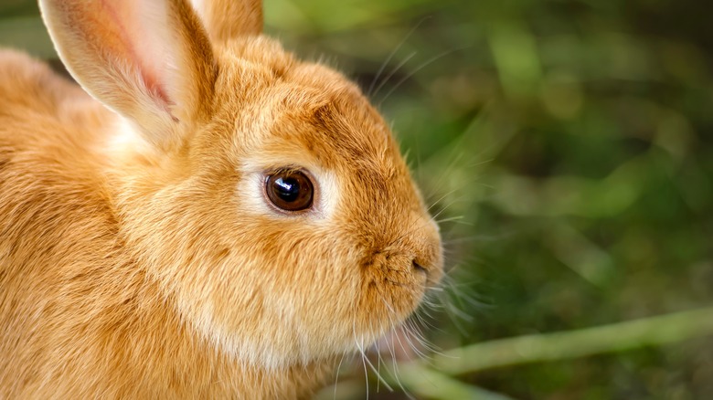 Rabbit in the grass