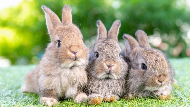 Three rabbits in the grass