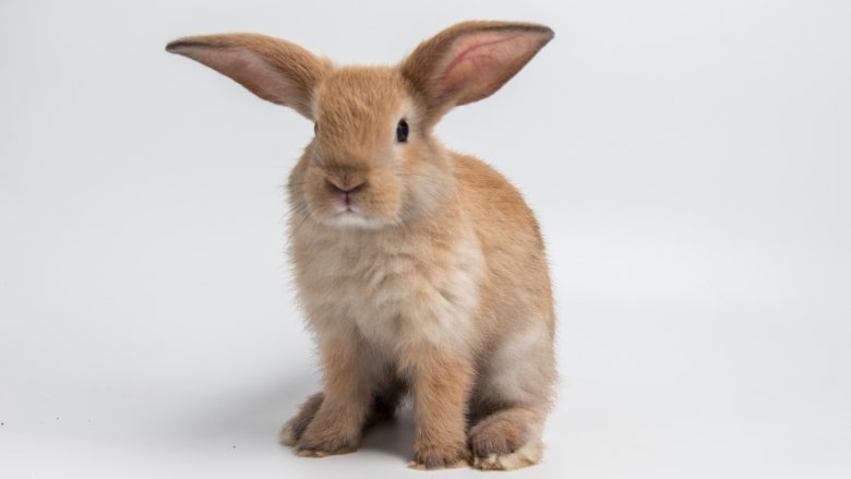 Rabbits rodents shop