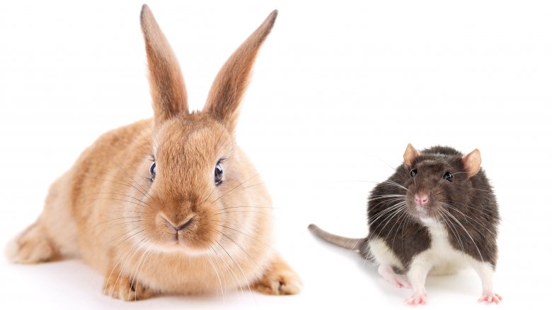 Rabbits rodents shop
