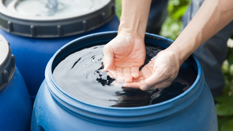 Human scooping rainwater from barrel