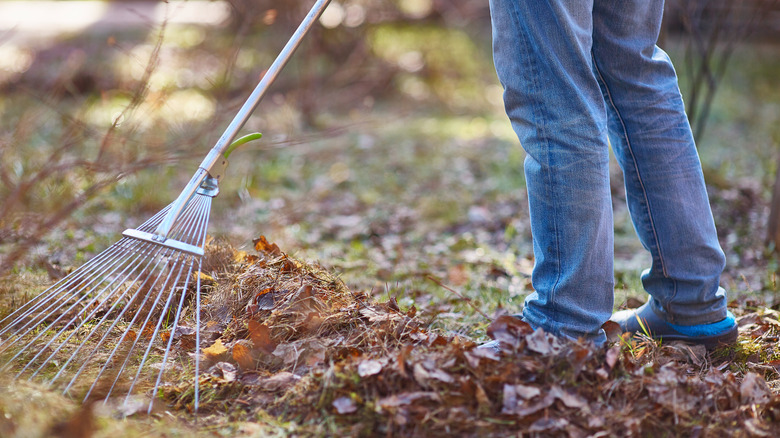 Person raking leaves