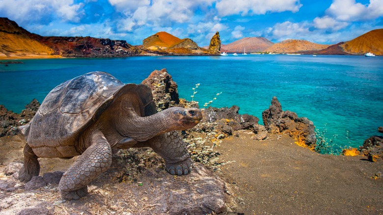 Turtle beside a body of water