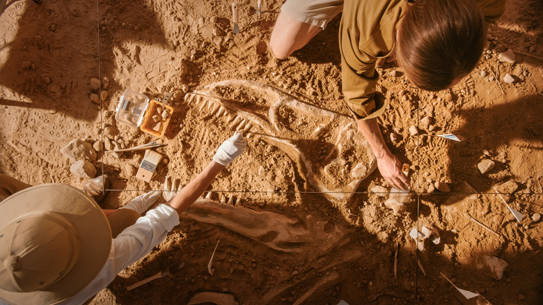 Archeologists excavating dinosaur fossil