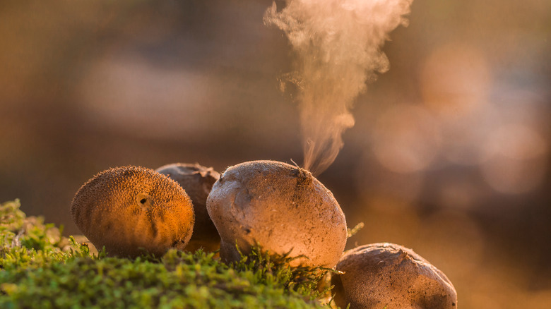 mushroom shooting out spores