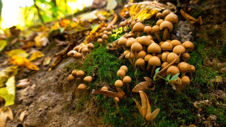 mushrooms in forest