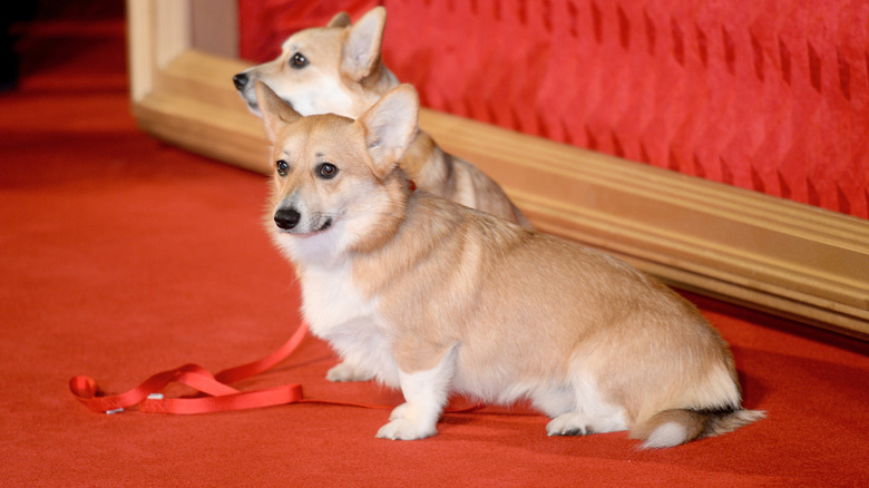 Royal Corgis attend the red carpet premiere of 'The Crown'