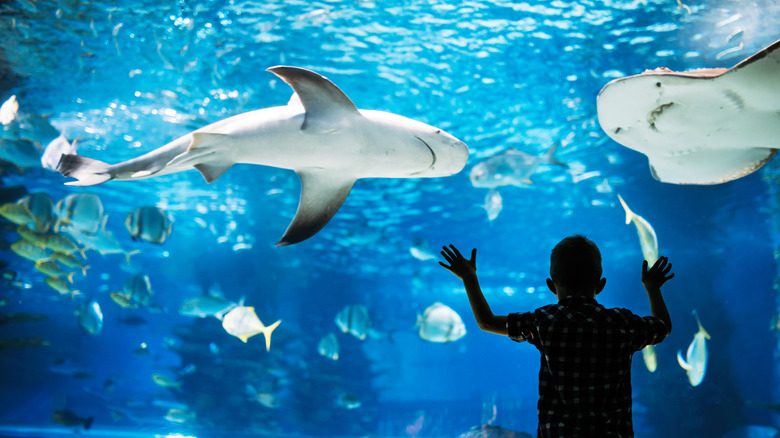 Kid looking at shark