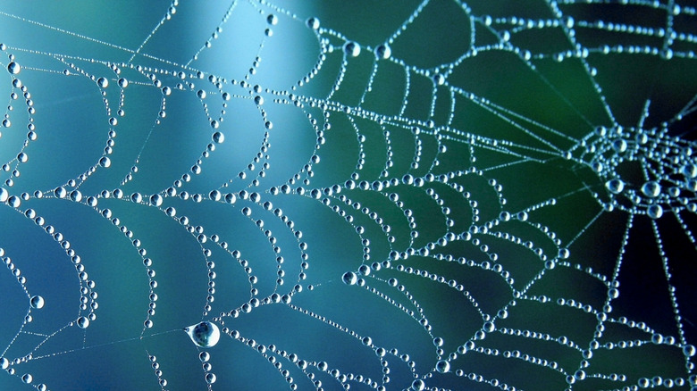 A spider web