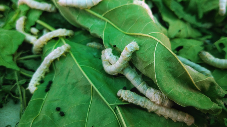 Silkworms leaves