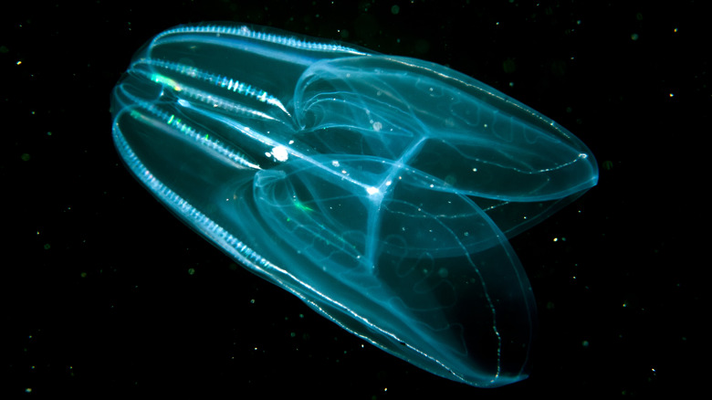 Comb jelly in pitch black water