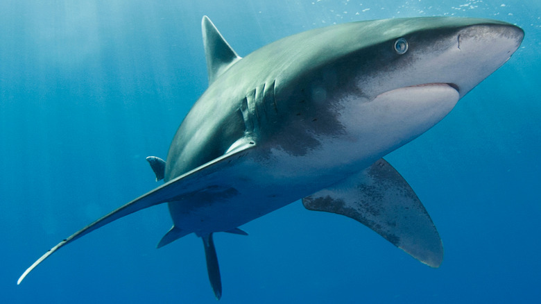 Oceanic Whitetip Shark swimming