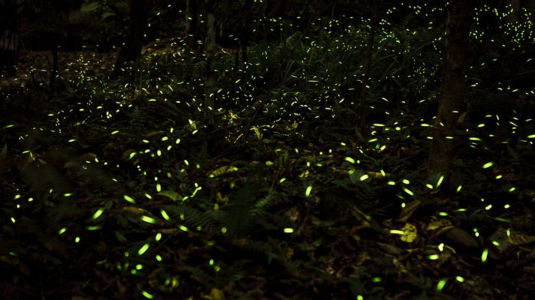 Fireflies in flight