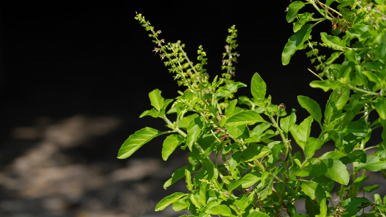 holy basil tulsi plant