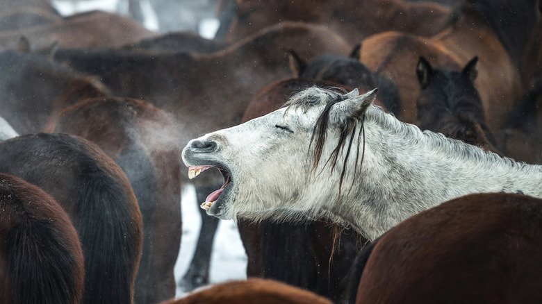 a horse neighing 