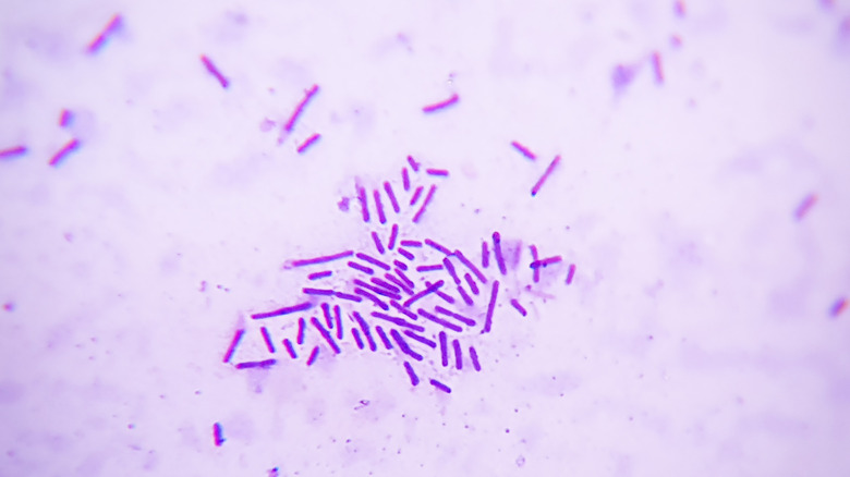 purple-colored bacteria