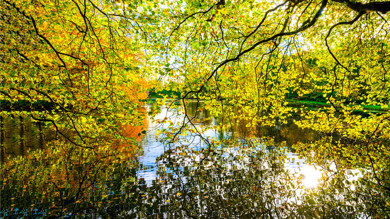 forest and stream