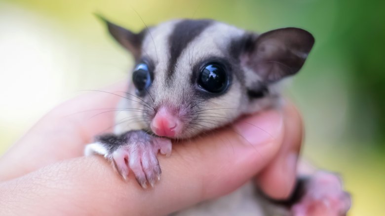 sugar glider