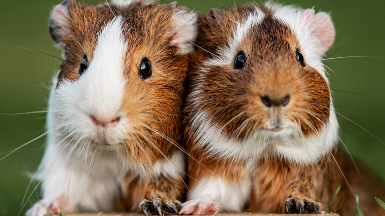 Two guinea pigs together