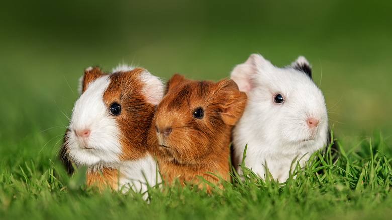 Three guinea pigs