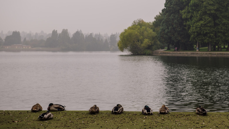 a foggy Green Lake
