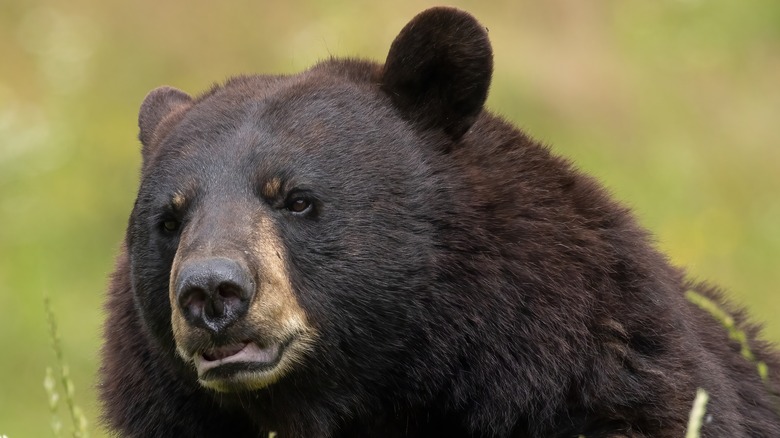 American black bear close up