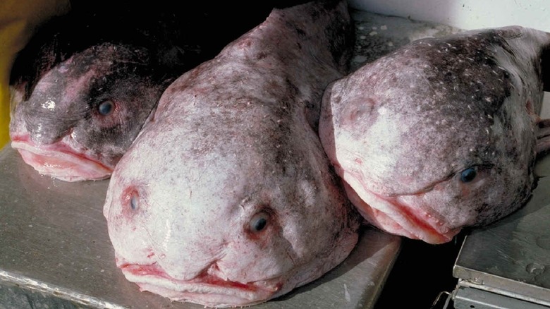 Blobfish in a pile