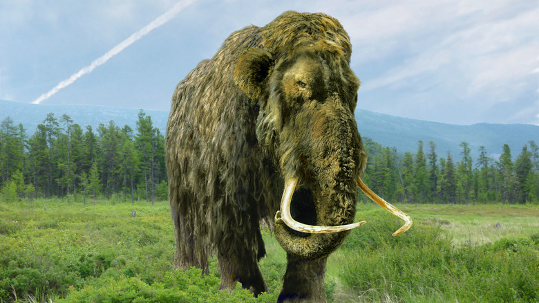 A woolly mammoth in a field