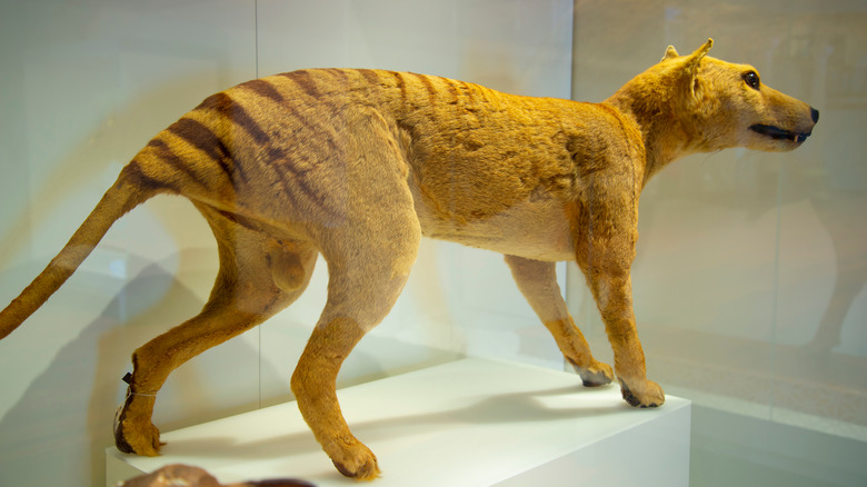 A stuffed Tasmanian tiger