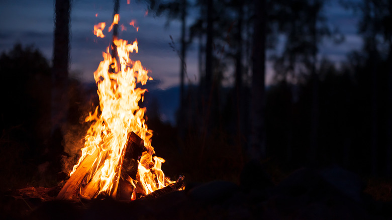 Campfire dark night forest