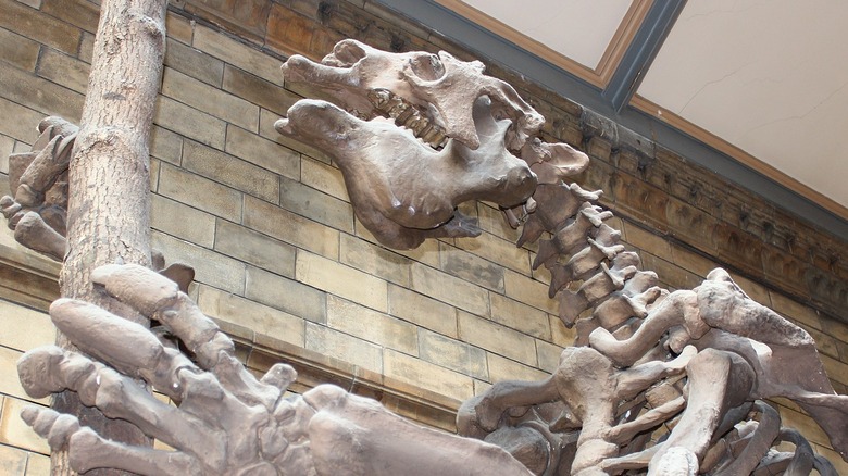 Megatherium americanum natural history museum