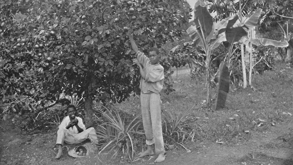 'Orange-Picking in Jamaica', 19th century. From The Colonial Portfolio. 