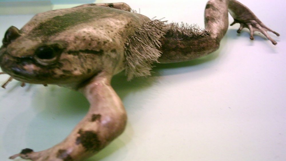 Horror frog