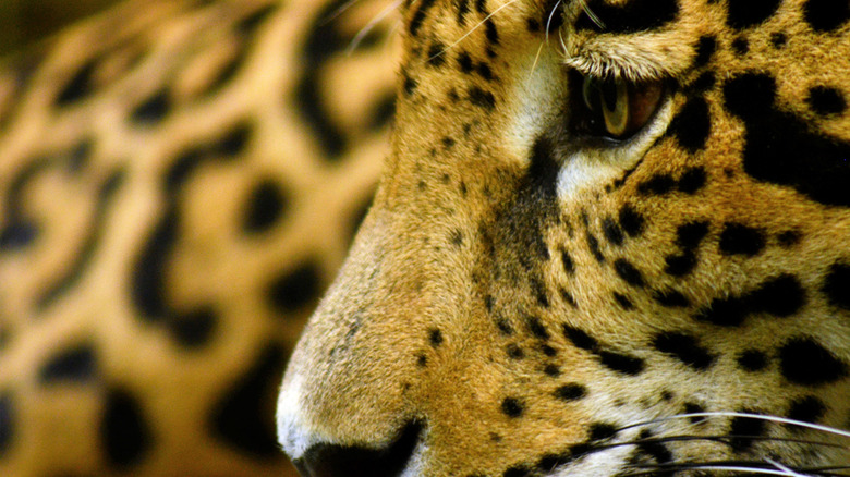 Close up of a jaguar