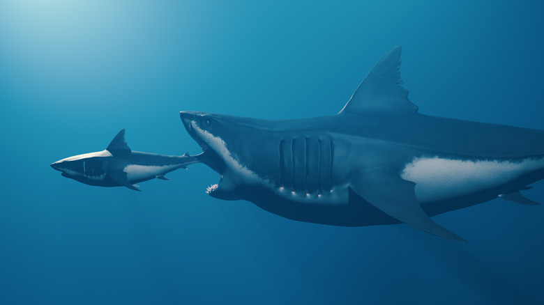 large shark eating a smaller shark