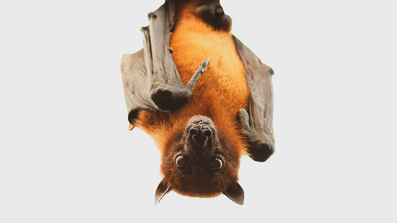Bat hanging upside-down