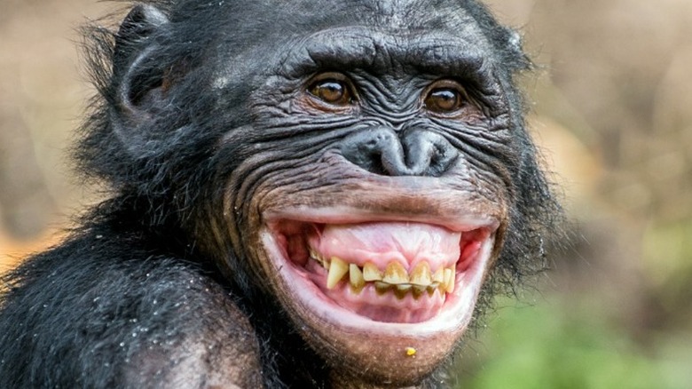 Bonobo bares its teeth