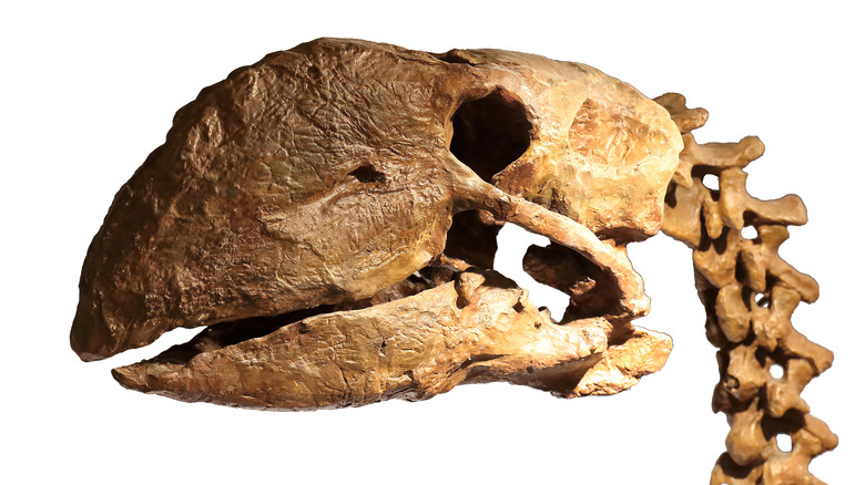 prehistoric terror bird skull