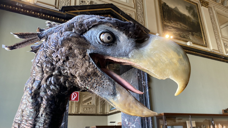 Head of terror bird model, Paraphysornis
