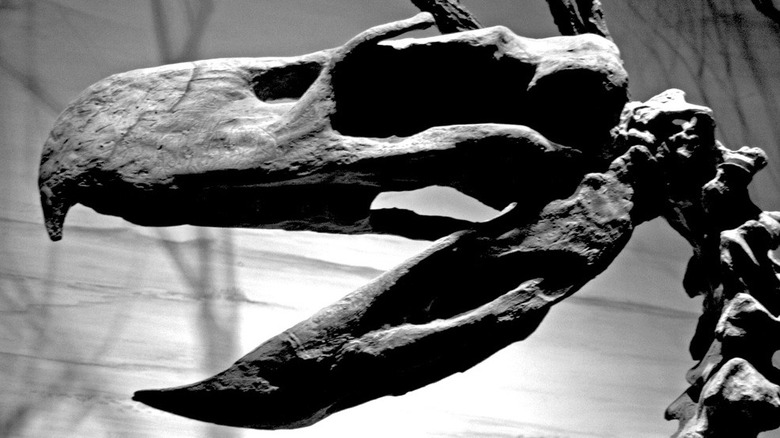 terror bird skull beak open 